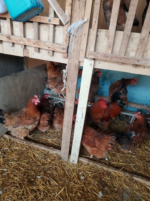 Продаются куры и петухи