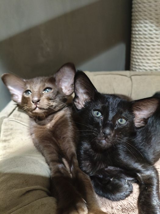 Ориентальноя девочка чёрная