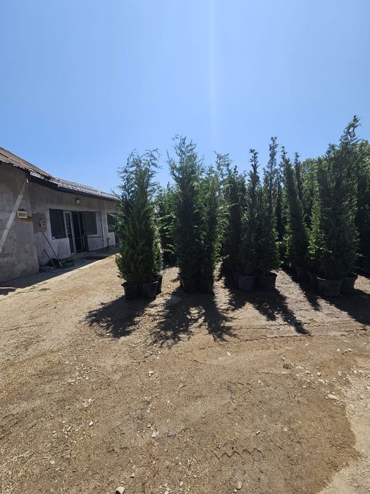 Tuia leilandii chipaross