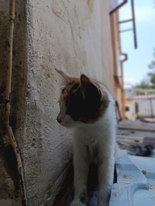 В добрые ручки лучших пушистиков