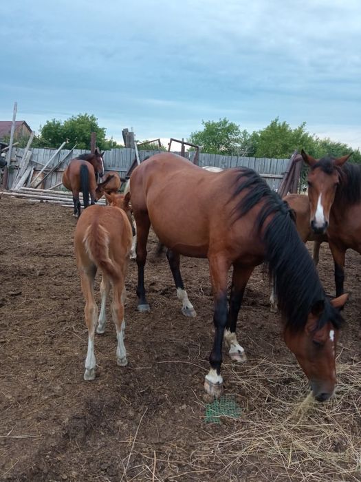 Лошадь 6 лет жеребая без жеребенка