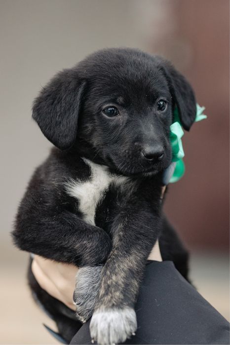 Щенки в поиске дома