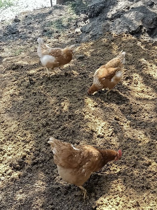 Курица Тауықтар Куры