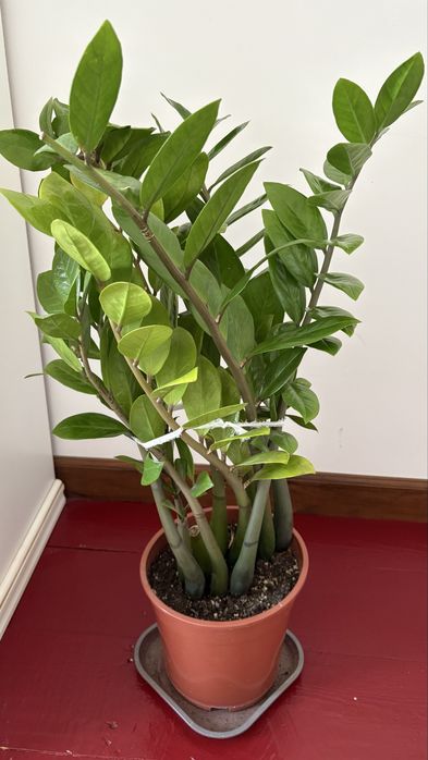 Гүлдер сатылады.