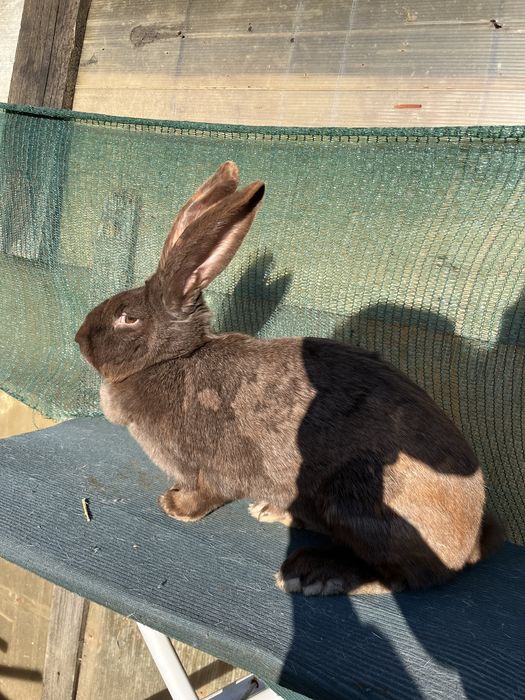 Femela Fluture German Havana