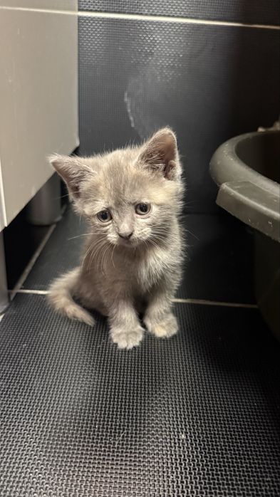 Отдам котят 1,5 месяца, мальчик и девочки