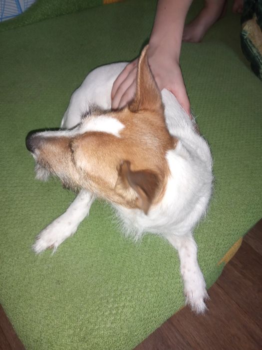 Отдам собачку Джек-Рассел Терьер