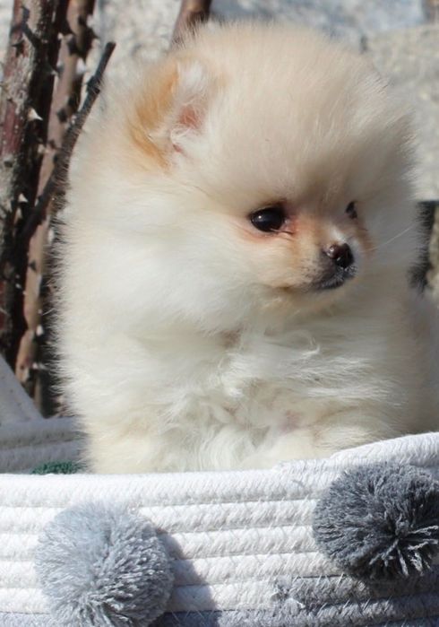 Померани женски и мъжки