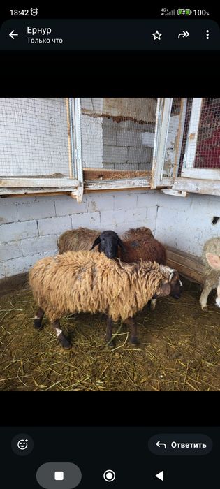 Сатамын токтылар 75000 нан