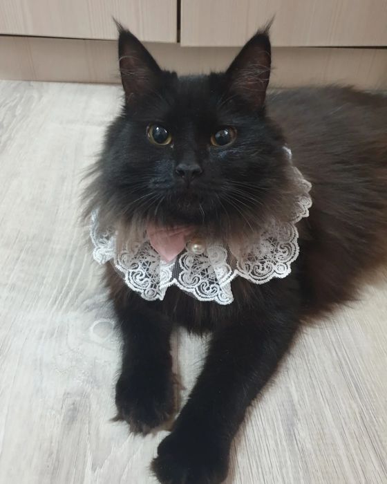 Кошечке нужен дом девочка!