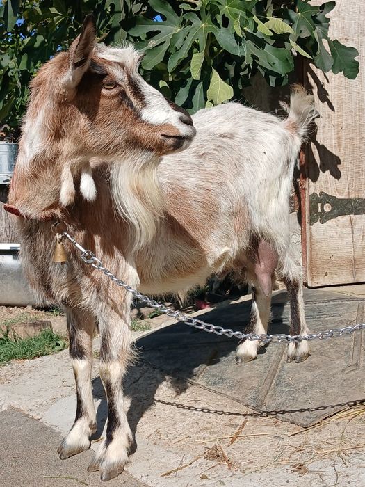 Vand capra tanara