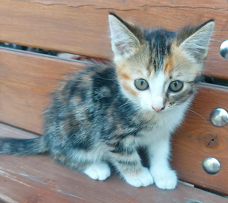 Котёнок девочка. Котята.