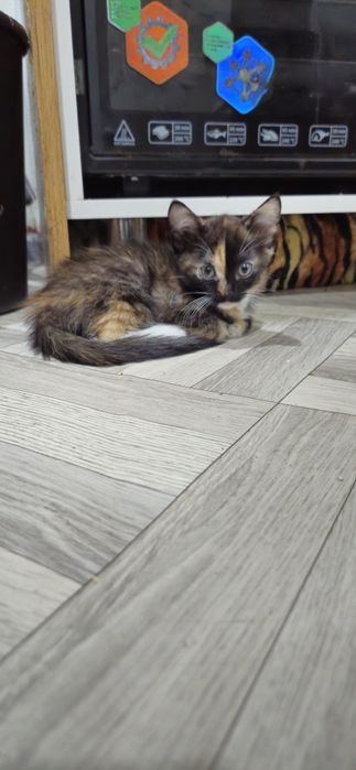 Отдам котят 2 месяца