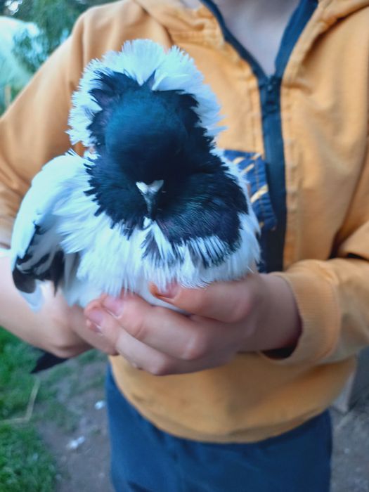 Бели гълъби за сватби и тържества