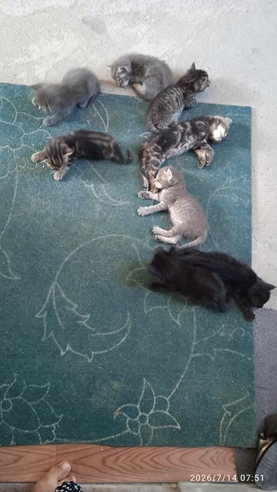 Котята ищут добрую и заботливую семью