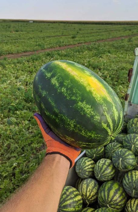 Vand Pepeni Mirsini nealtoiți - producător jud Buzau