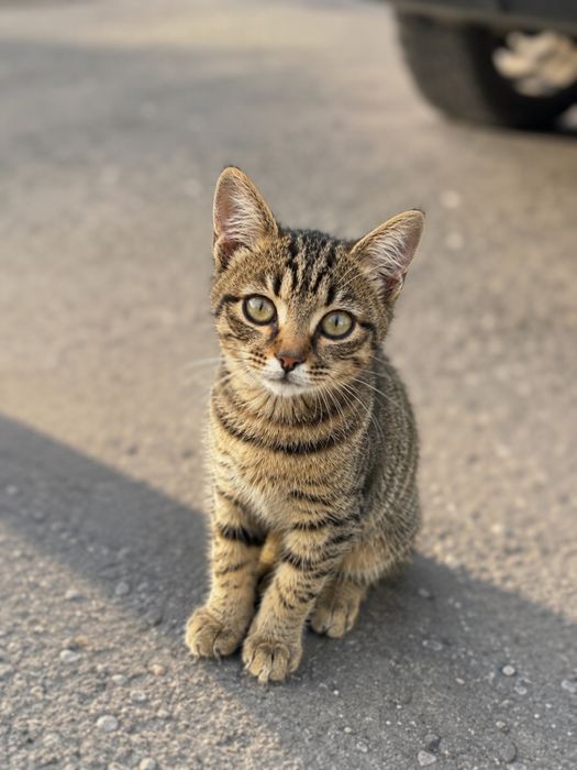 Котенок в добрые руки