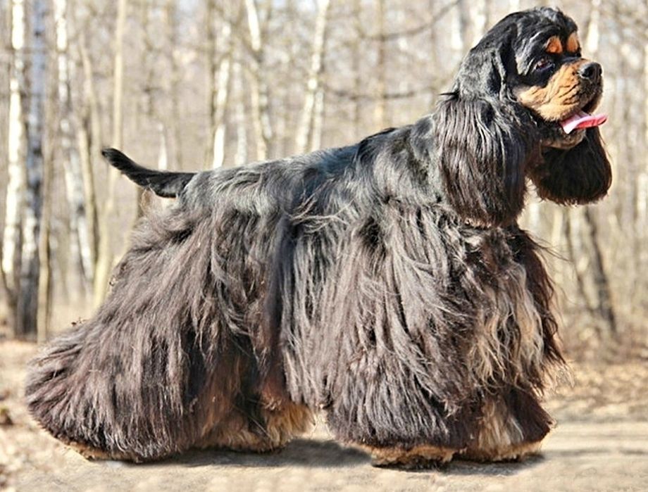 Американский кокер спаниель