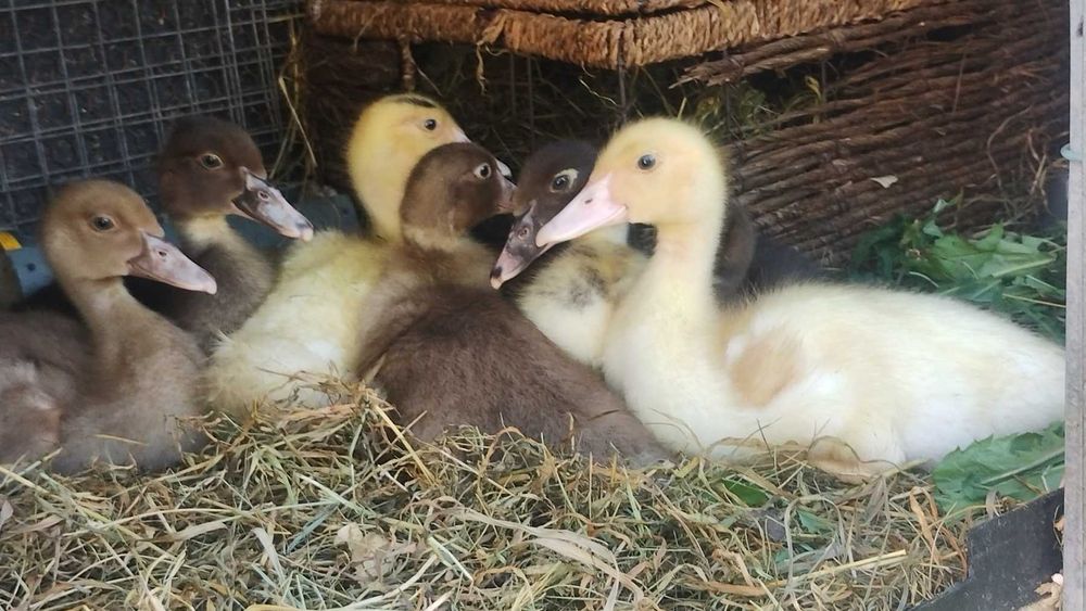Продавам кокошки и патици