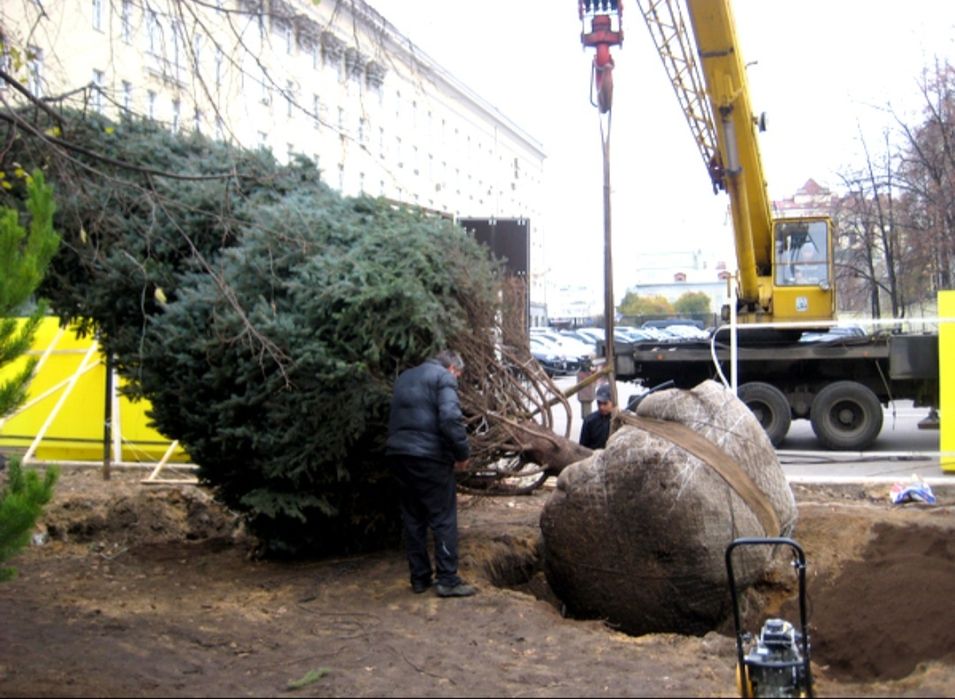 Посадка-пересадка  деревьев