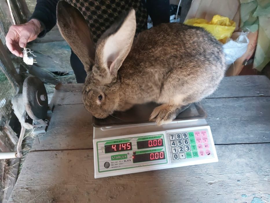 Фландр возраст 3 месяца