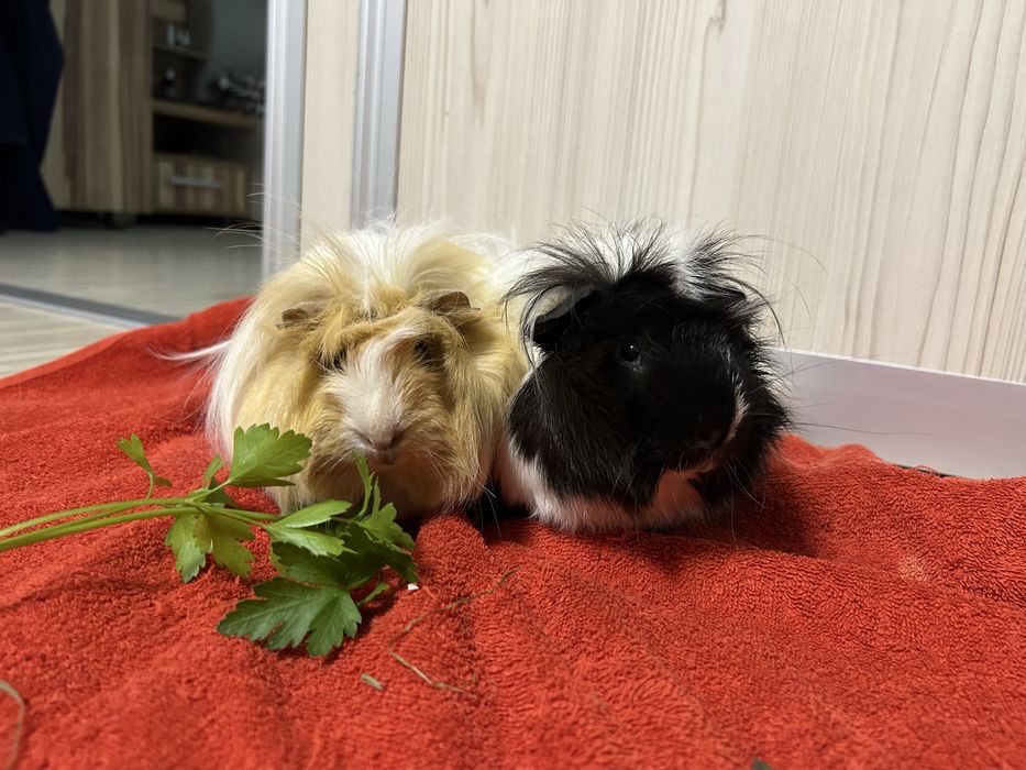 Donez 2 porcusori de guineea, impreuna cu ei vand cusca si accesoriile necesare.