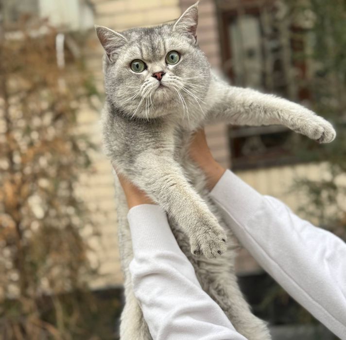 Vyazka. Qiz mushuklarni uchrashuvga taklif qilamiz.