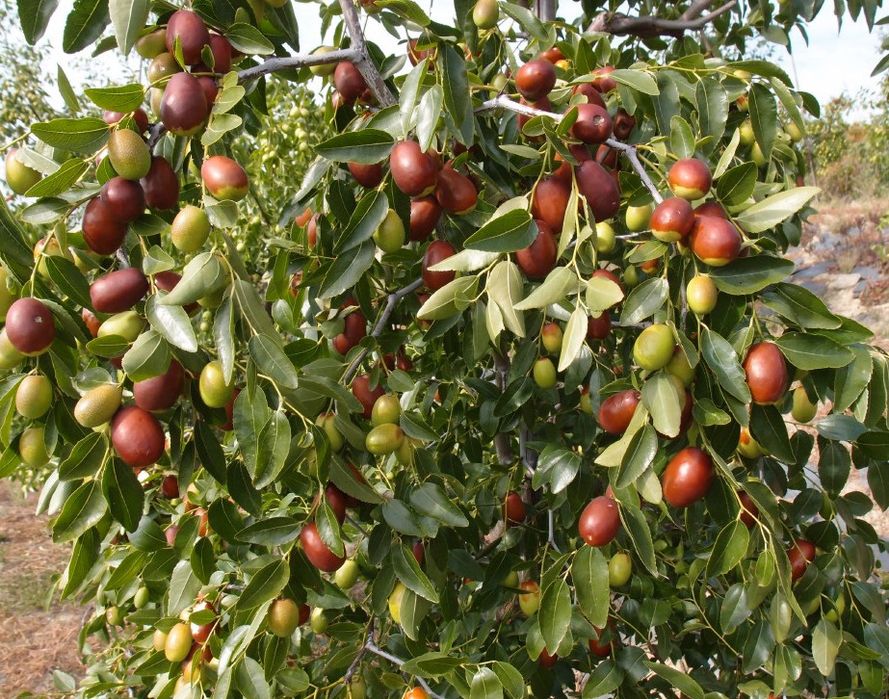 Pomi fructuferi , curmal chinezesc diferite soiuri