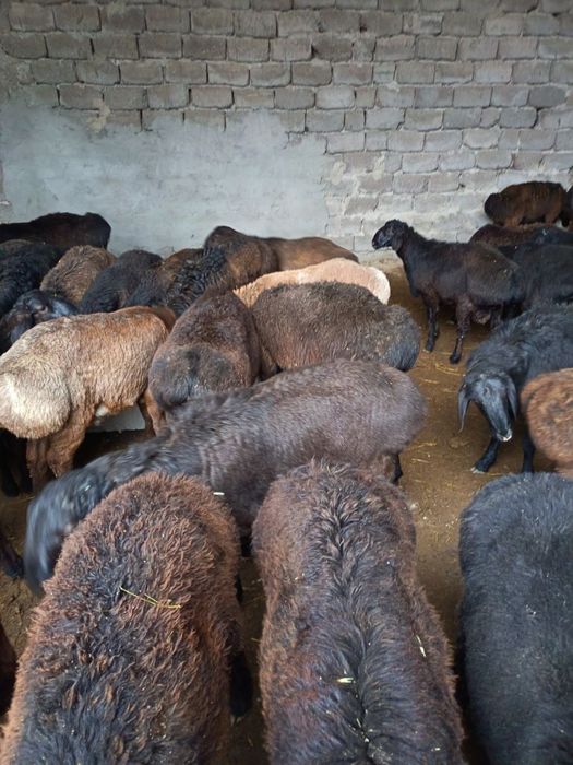 Qojqor va qoylar sotiladi