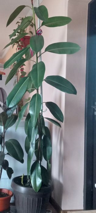 Flori de vanzare  Scheffrela și Ficus