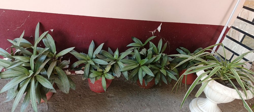 Гуллар сотилади хар хил размерда ва Хар турда