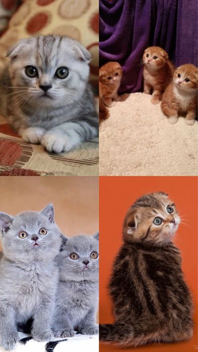 Тигрята Котятки|