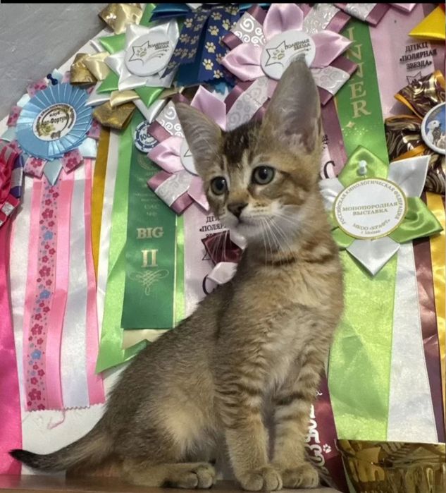 Чаузи от мировых чемпионов