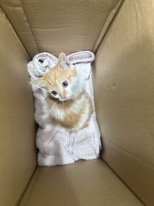 Котенок мальчик в добрые руки 2 месяца