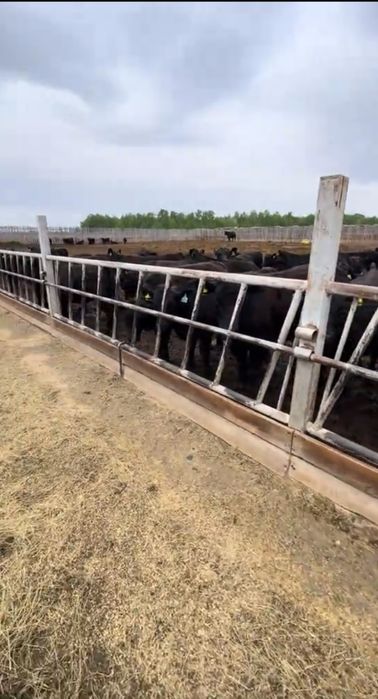 Труба НКТ 73,60¤ толшина 5.5