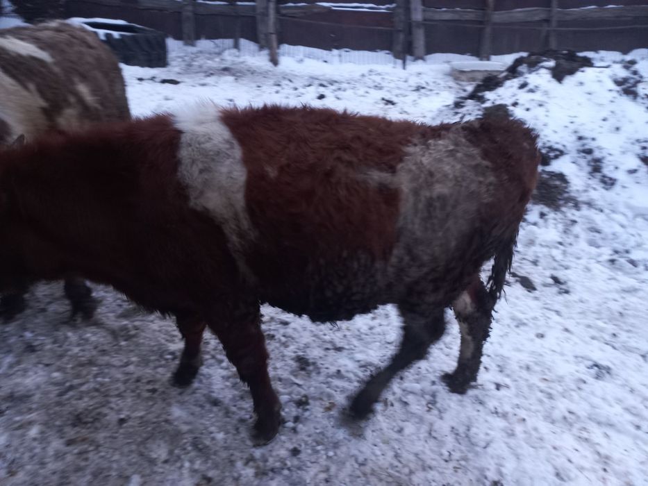 Продам бычков в городе Семей