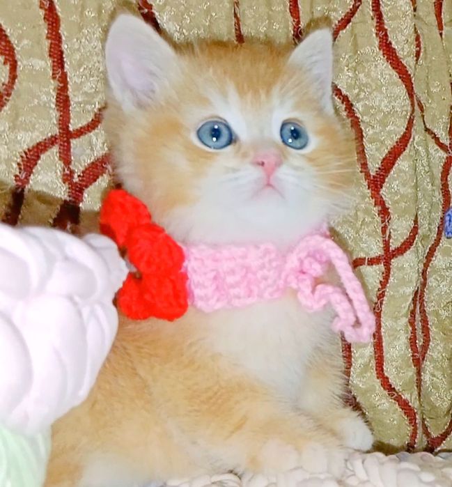 Остался один котёнок - солнышко