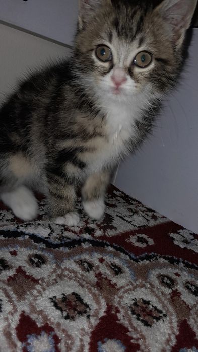 3oyli mushu sotiladi