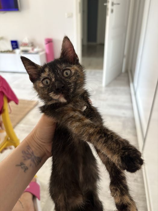 Pisicuta pentru adoptie