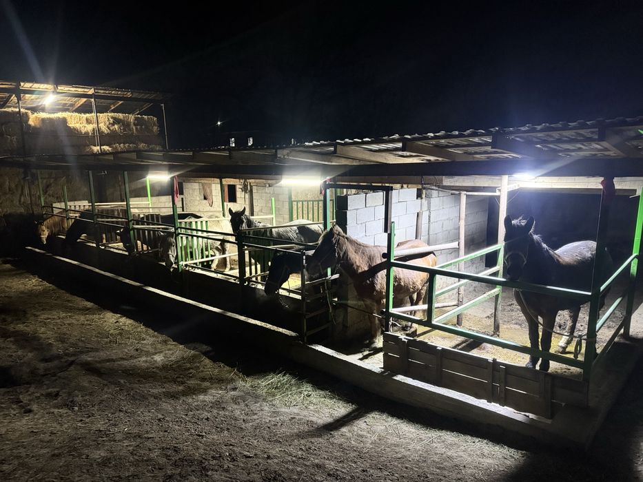 Семиз Жылкы Согым Бие Кобыла Лошадь