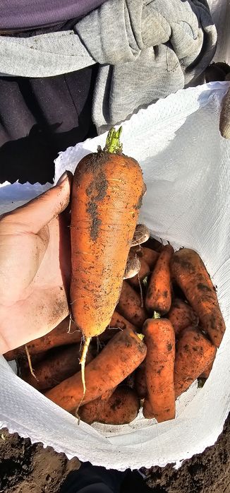 Продам морковь оптом