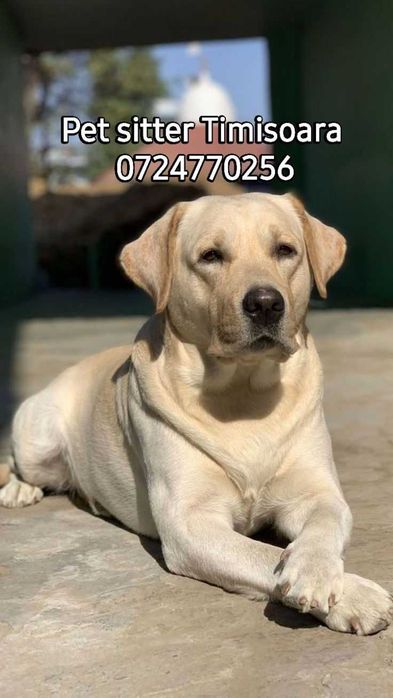 Pet sitter Timisoara