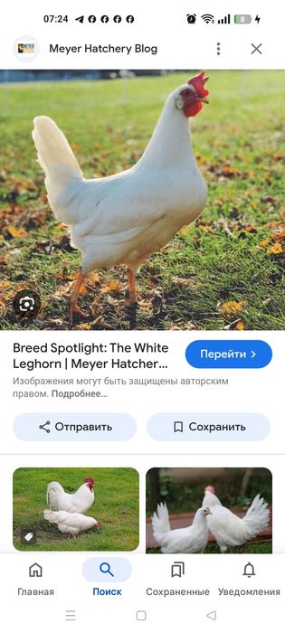 Срочно продаю клушек без цыплят