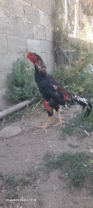 Петух.Дакан.2.Года