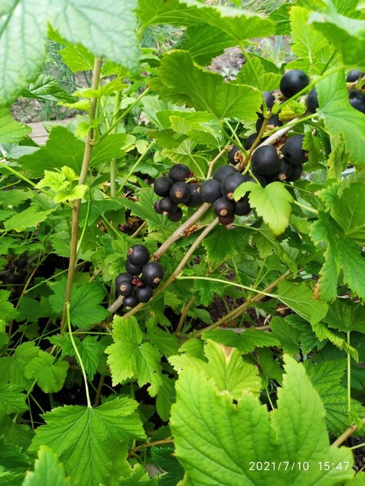 Продам саженцы черной смородины