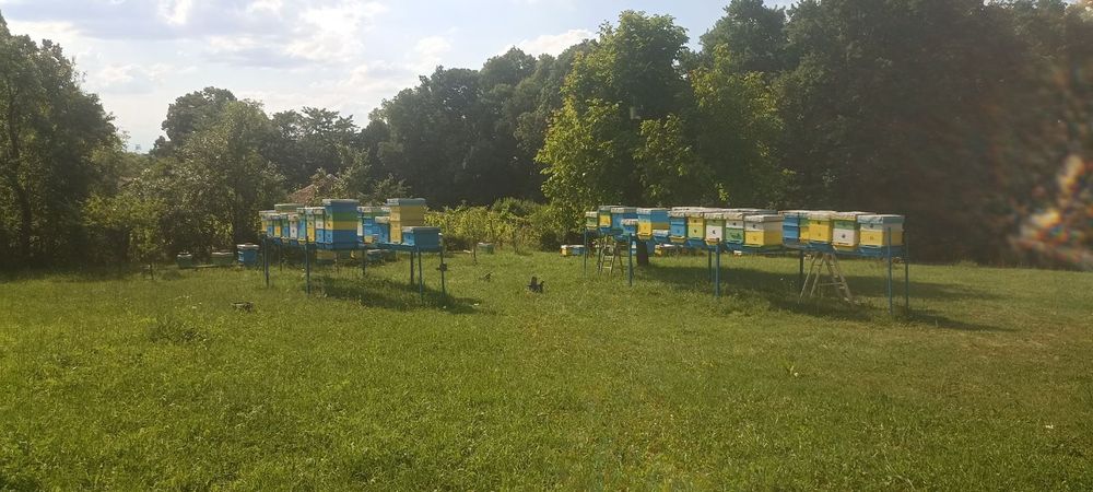 Пчелен мед реколта 2025