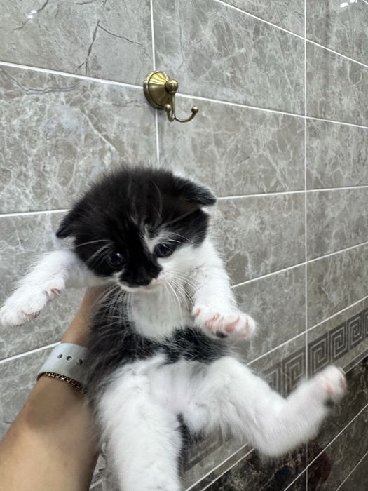 Продам вислоухих котят Scottish Fold