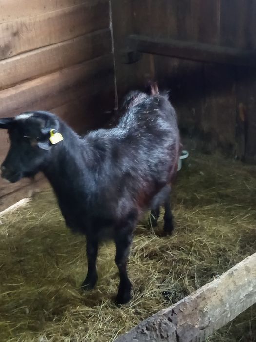 Продам.    коз, козла