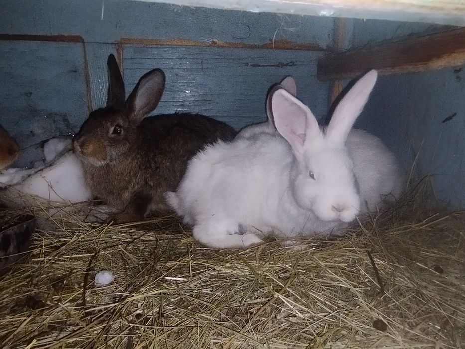 09 Мерседес 2026