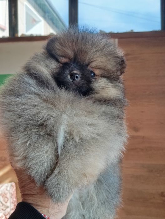 Померан померанчета